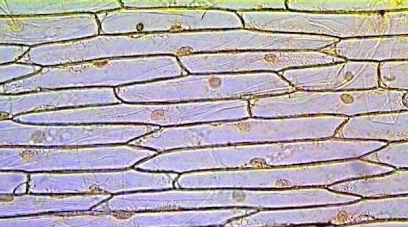 Шлейден и шванн - первые каменщики клеточной теории